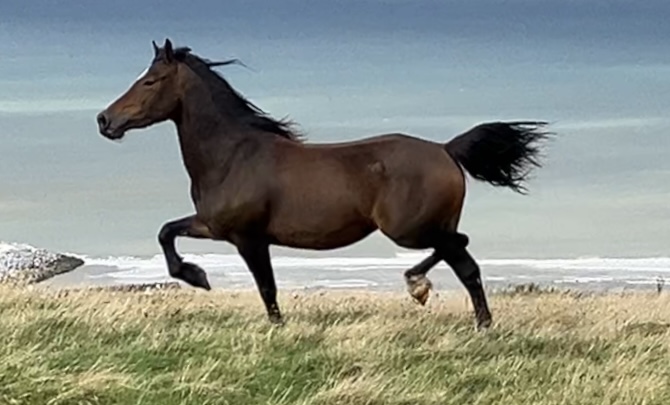 Aberaeron Fern, Welsh cob, section D mare 4 yr old – FOR SALE, click here for more details.