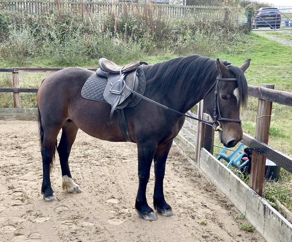 Aberaeron Fern, Welsh cob, section D mare 4 yr old