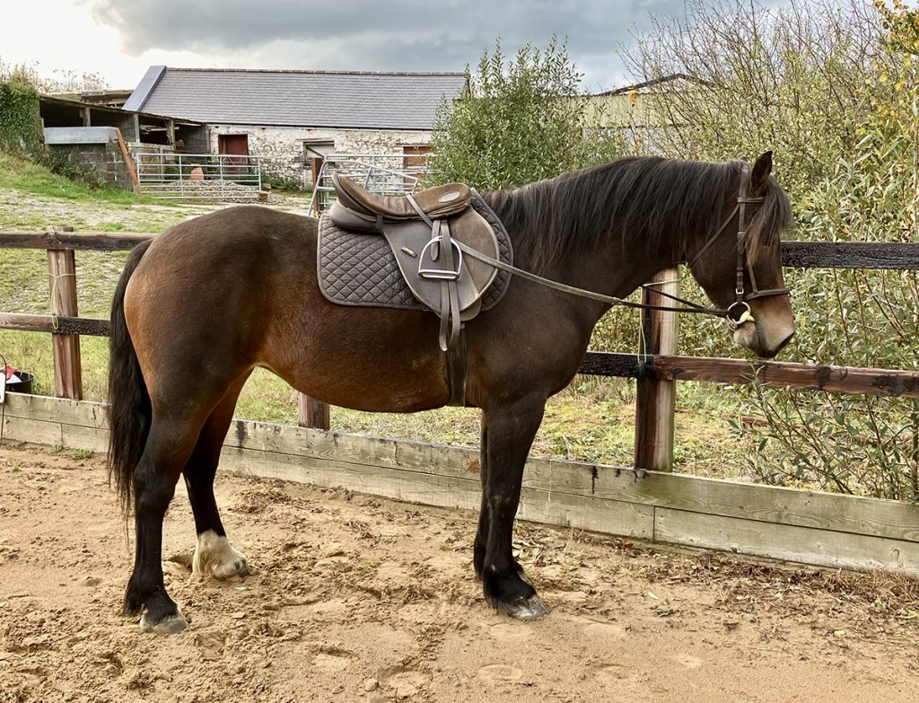 Aberaeron Fern, Welsh cob, section D mare 4 yr old – FOR SALE, click here for more details.